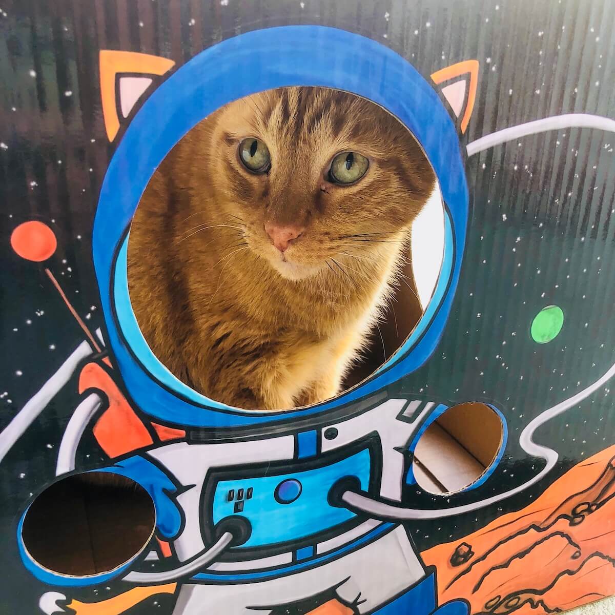Kitty Cardboard Designer Boxes