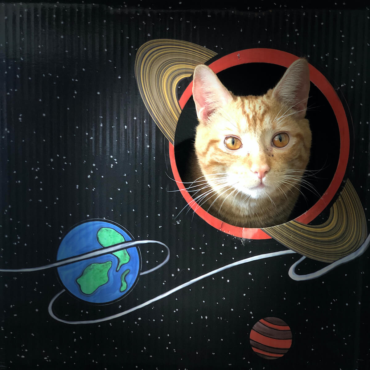 Kitty Cardboard Designer Boxes