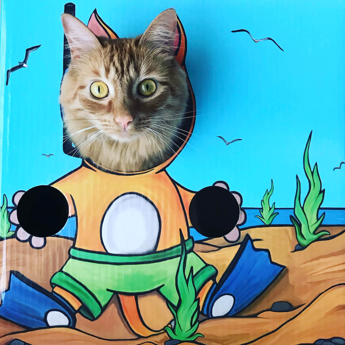 Kitty Cardboard Designer Boxes