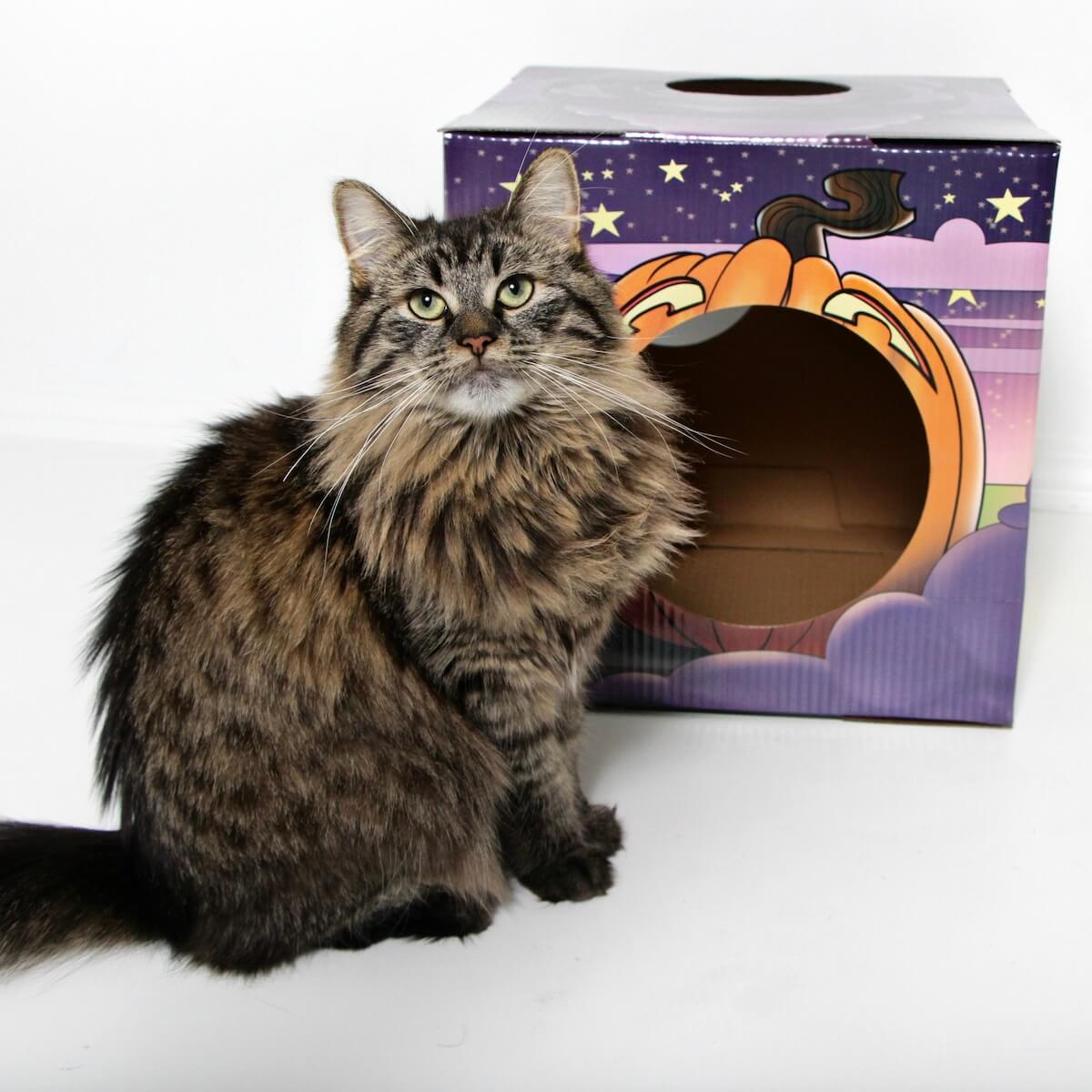 SPOOKY BOX