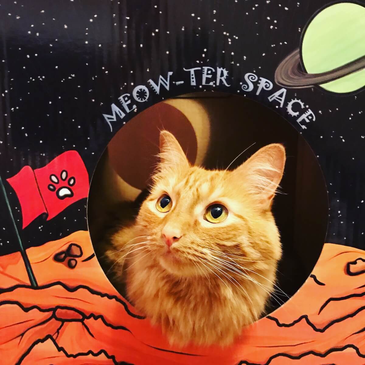 MEOW-TER SPACE