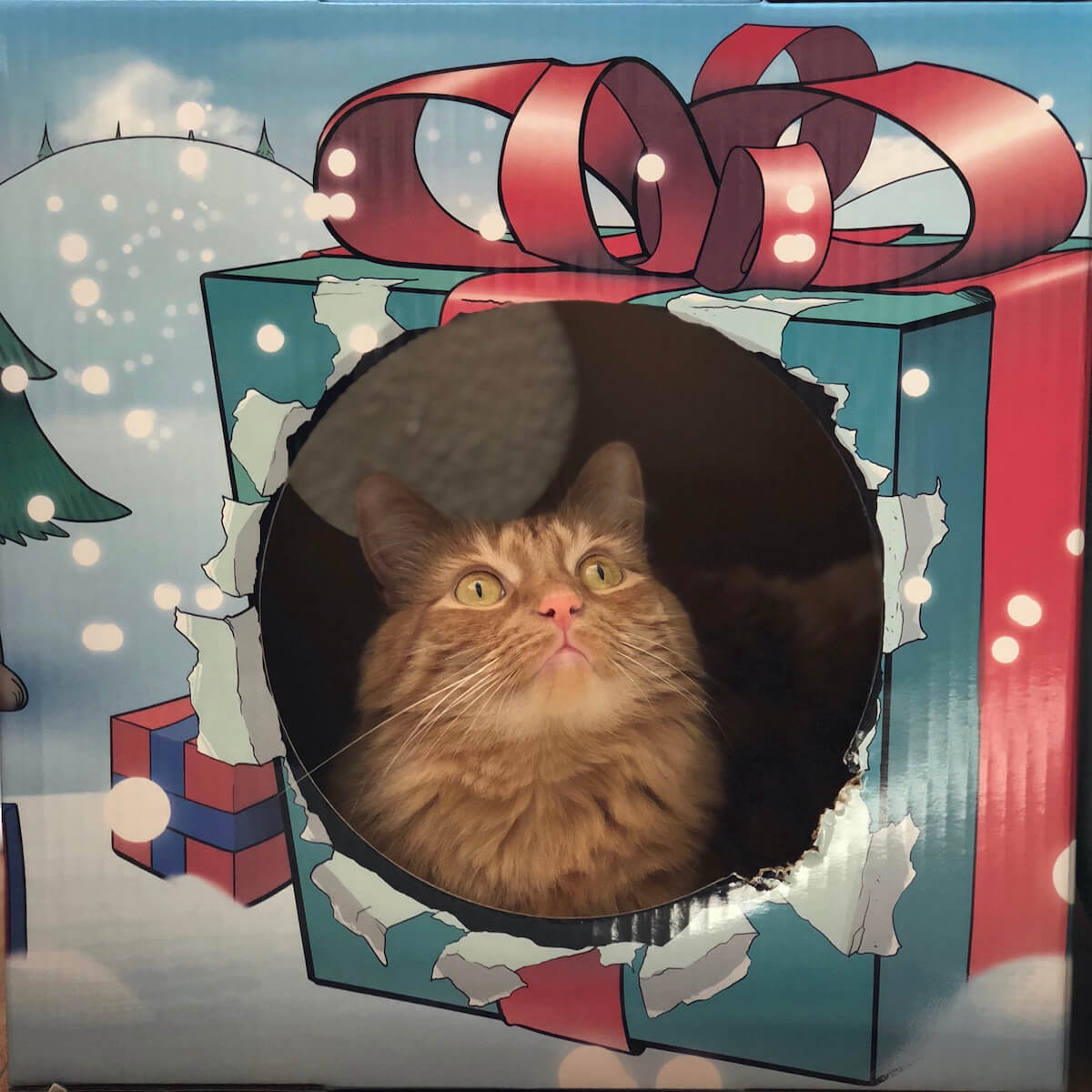 Kitty Cardboard Designer Boxes