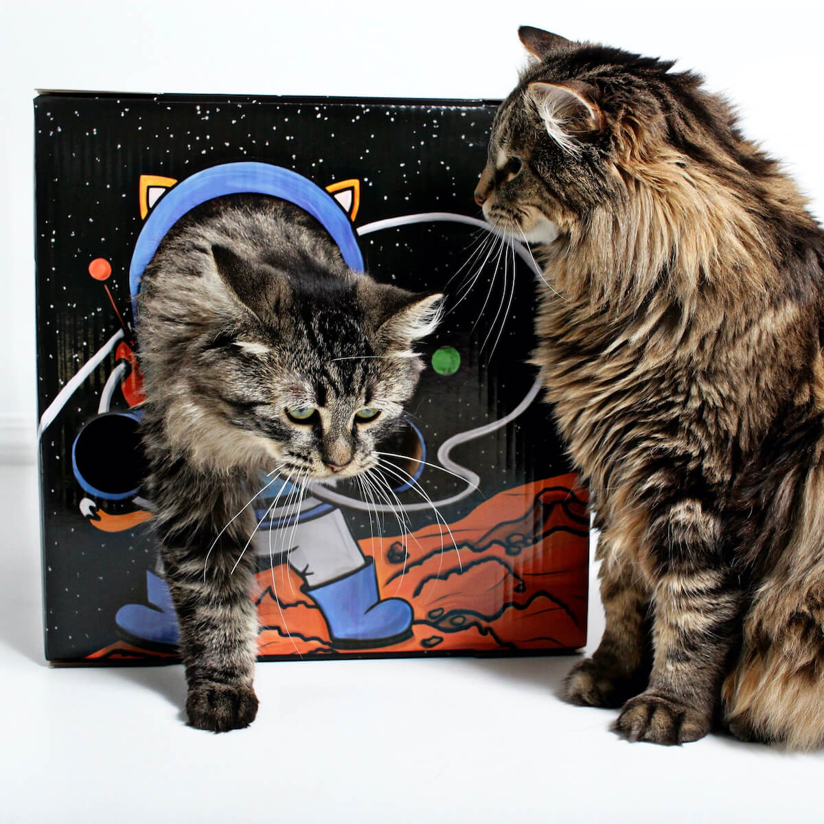 Kitty Cardboard Designer Boxes