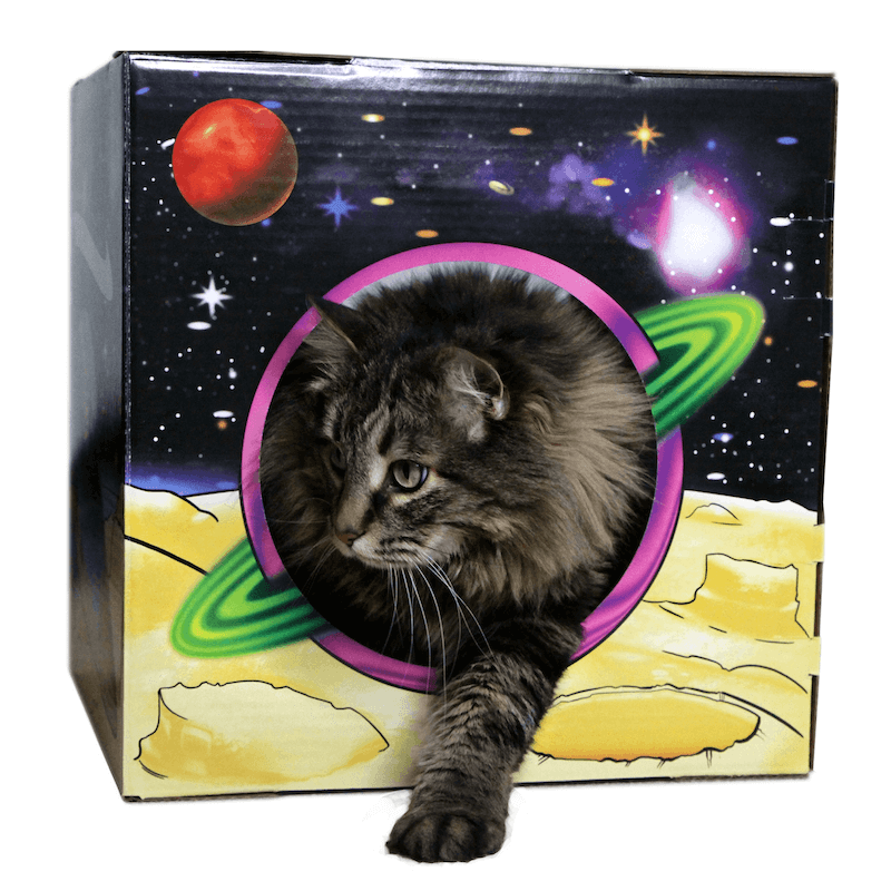 Kitty Cardboard Designer Boxes